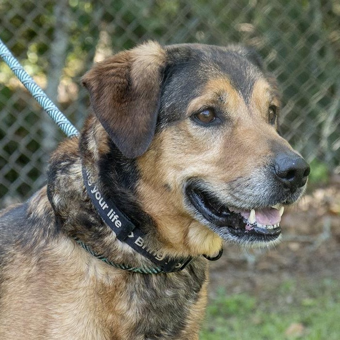 JJ, ADOPTABLE, Senior Male Hound.