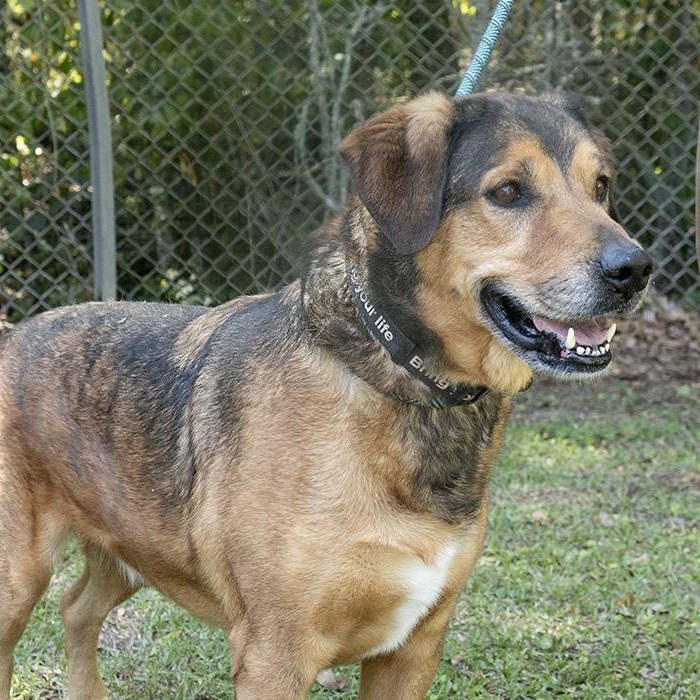 Enlarge JJ, a ADOPTABLE Hound in Slidell, LA image 3/3