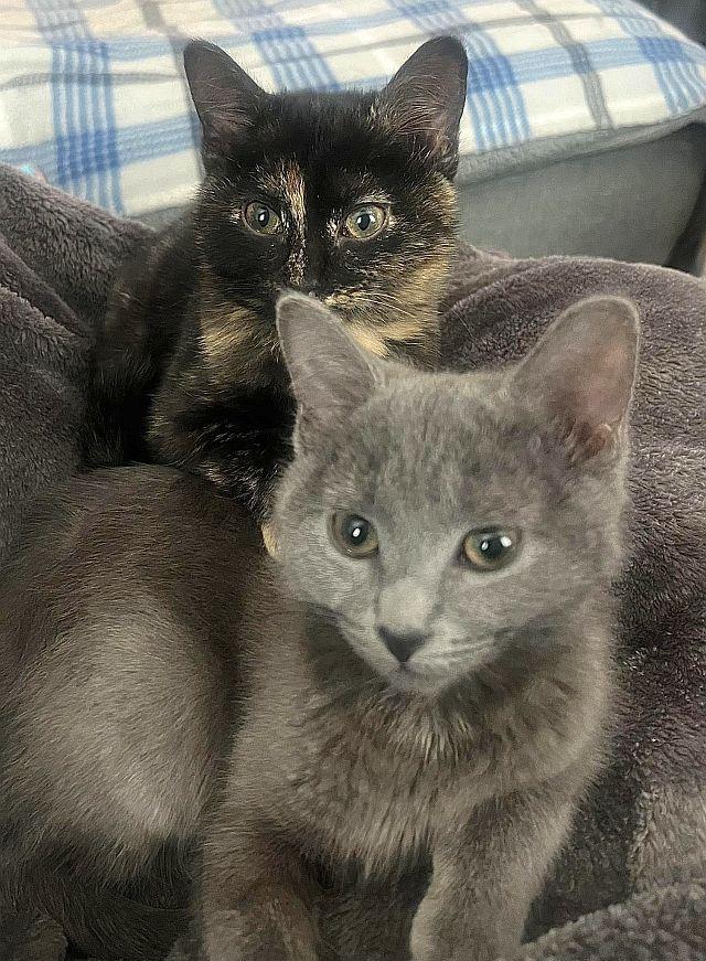 BLUEY, Adopted, Kitten Female Domestic Short Hair.