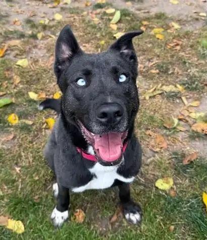 Stormie ICD-084-25, Adoptable, Young Female Australian Kelpie & Affenpinscher.