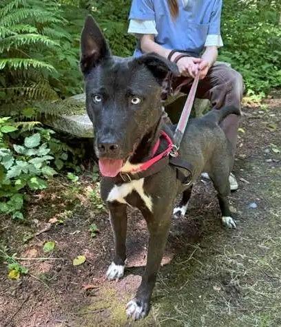 Enlarge Stormie ICD-084-25, a Adoptable mixed breed in Coupeville, WA image 2/6