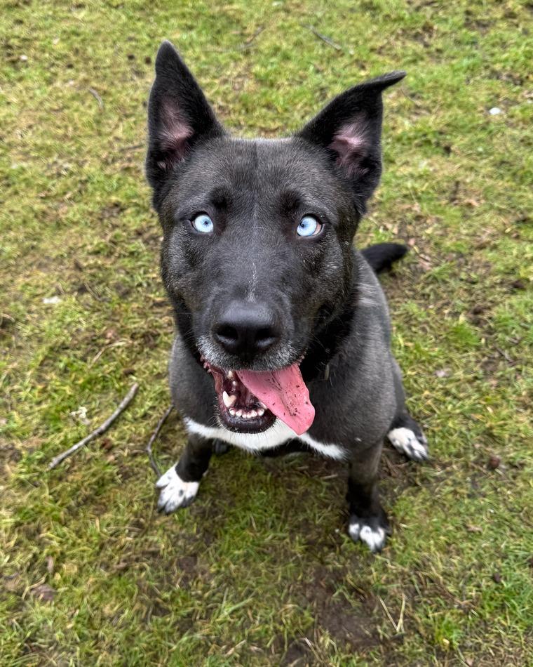 Enlarge Stormie ICD-084-25, a Adoptable mixed breed in Coupeville, WA image 3/6