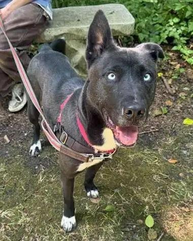 Enlarge Stormie ICD-084-25, a Adoptable mixed breed in Coupeville, WA image 4/6