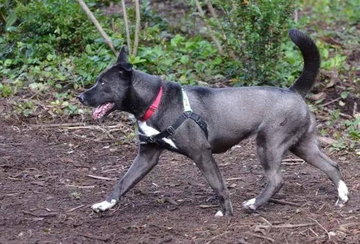 Enlarge Stormie ICD-084-25, a Adoptable mixed breed in Coupeville, WA image 5/6