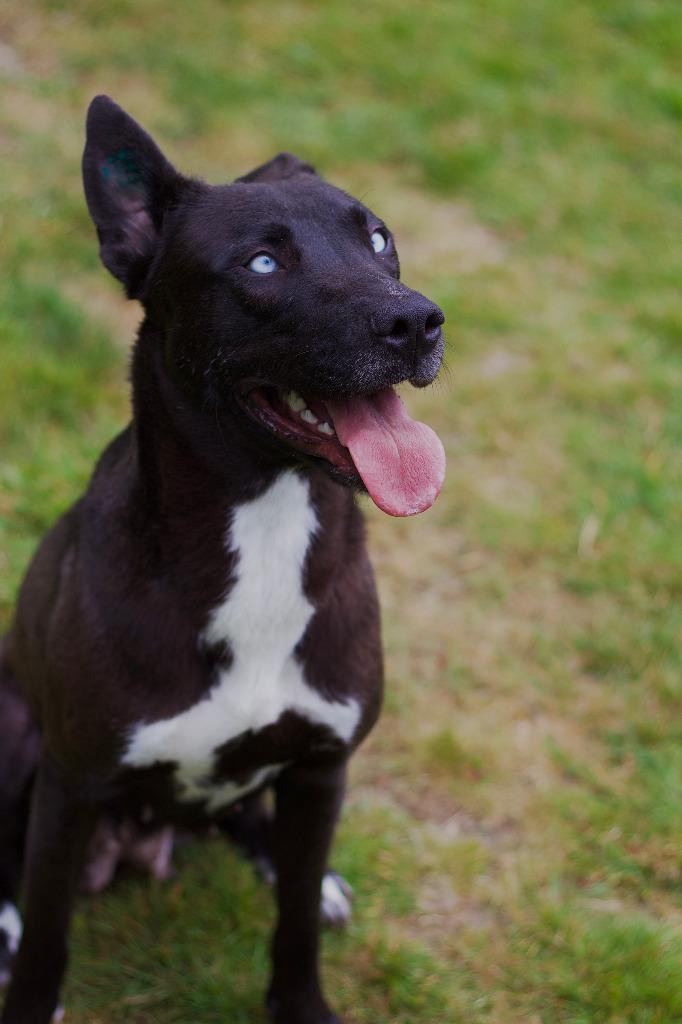 Enlarge Stormie ICD-084-25, a Adoptable mixed breed in Coupeville, WA image 6/6