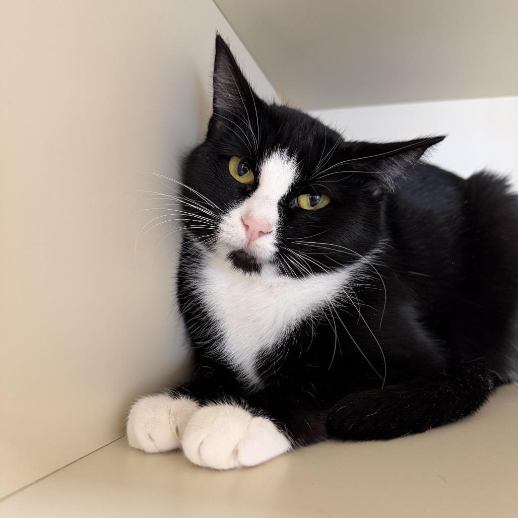 Stella, Adoptable, Adult Female Domestic Short Hair.