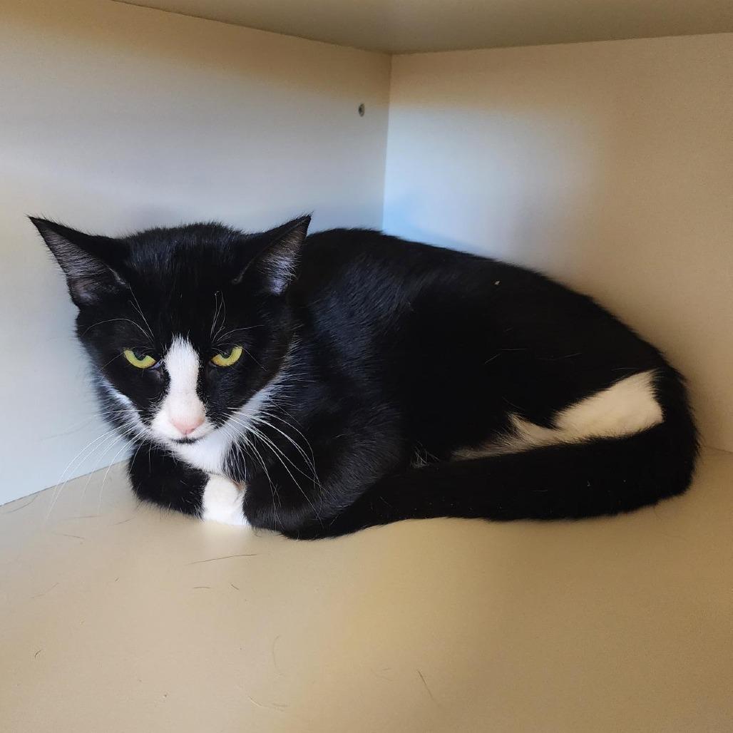 Stella, a Adoptable Domestic Short Hair in Cody, WY image 1/2