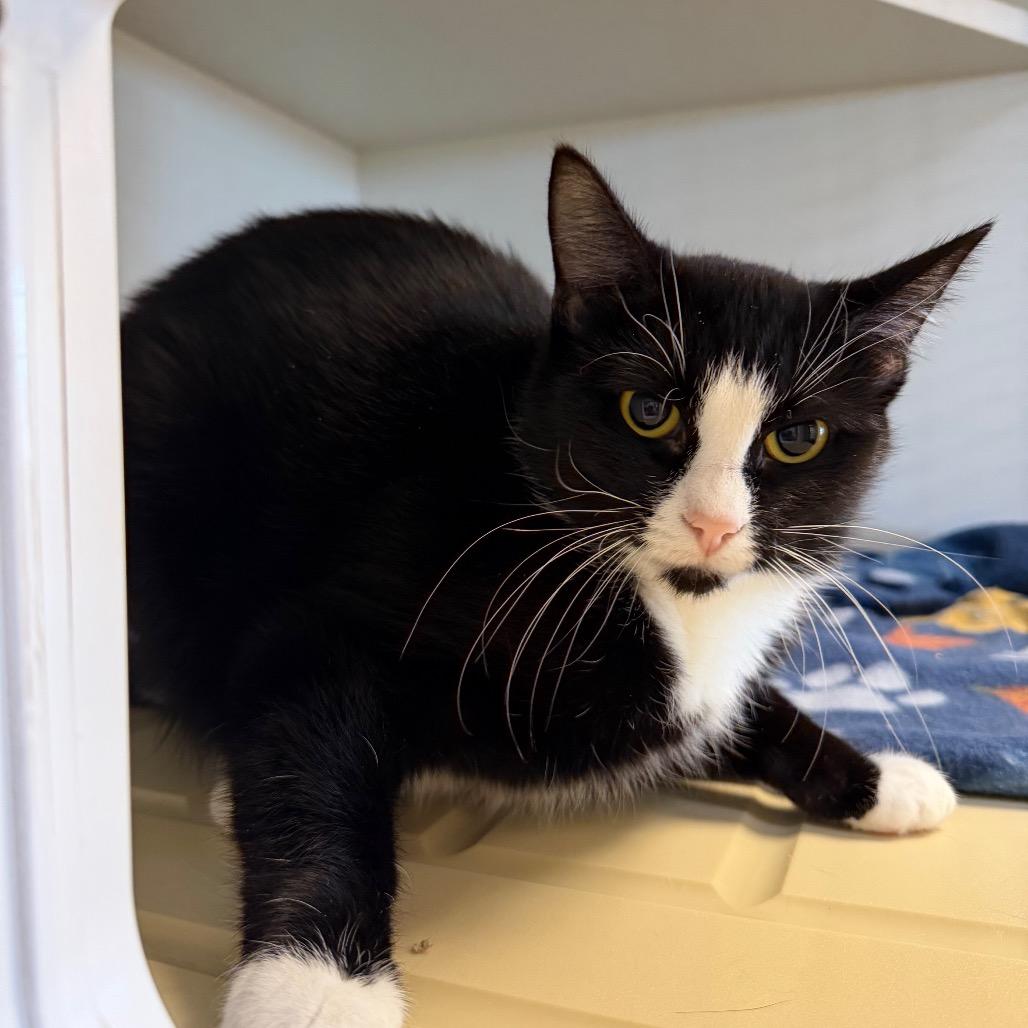 Stella, a Adoptable Domestic Short Hair in Cody, WY image 2/3