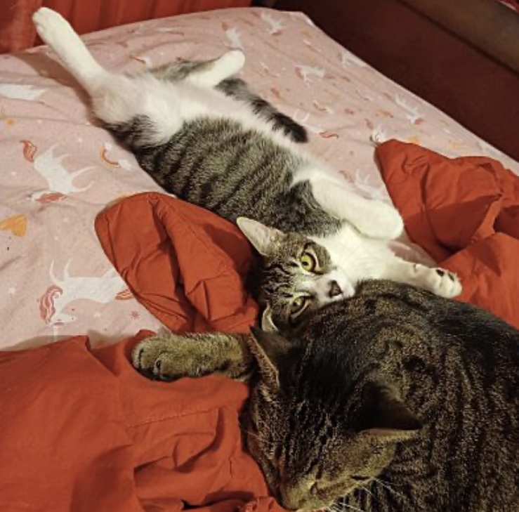 Udon — thumbnail 2