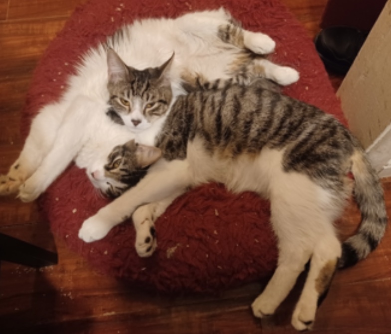 Udon — thumbnail 3