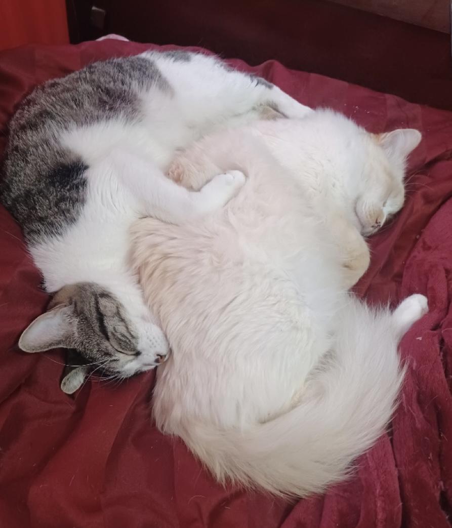 Udon — thumbnail 5