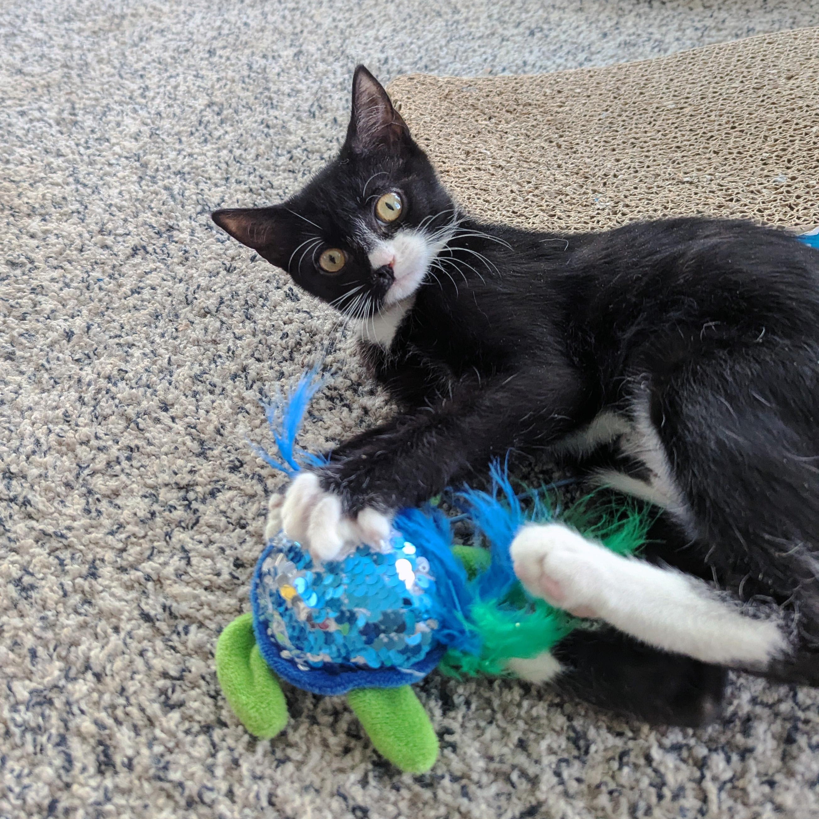 Enlarge Sybil Fawlty, a ADOPTABLE Domestic Short Hair in Apex, NC image 2/4