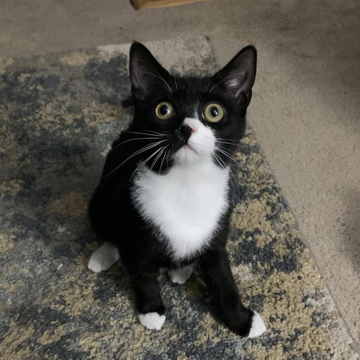 Sybil Fawlty, a ADOPTABLE Domestic Short Hair in Apex, NC image 3/6