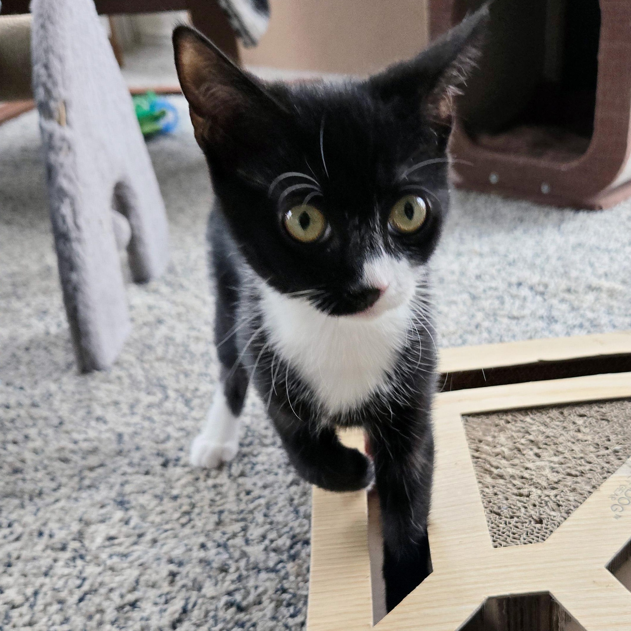 Enlarge Sybil Fawlty, a ADOPTABLE Domestic Short Hair in Apex, NC image 1/4