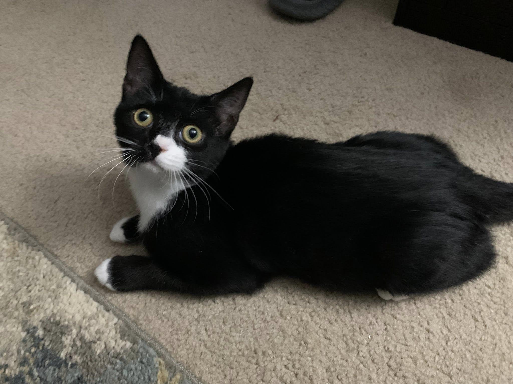 Sybil Fawlty, a ADOPTABLE Domestic Short Hair in Apex, NC image 2/6