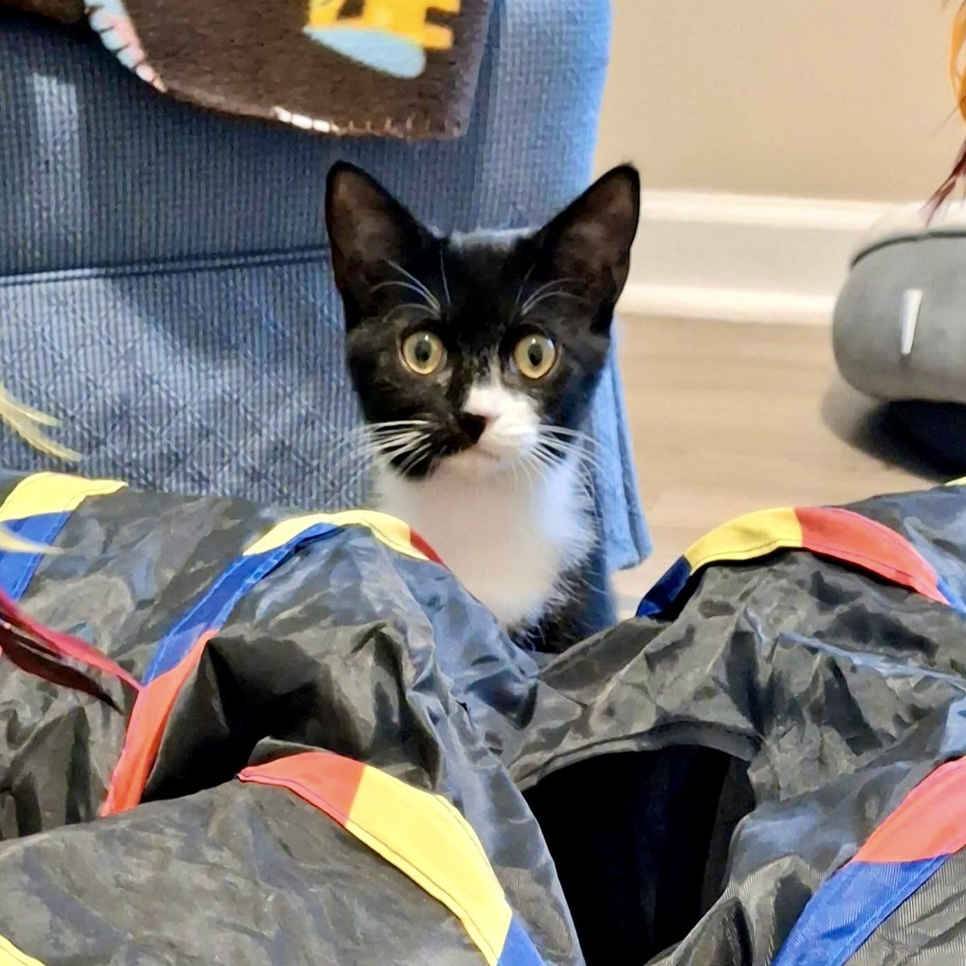 Sybil Fawlty, a ADOPTABLE Domestic Short Hair in Apex, NC image 1/6