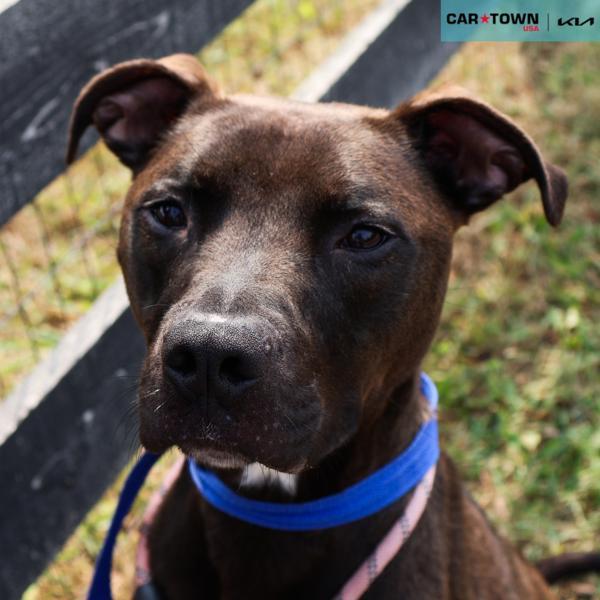 Twila, Adoptable, Young Female Pit Bull Terrier.