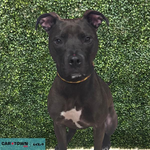 Enlarge Twila, a Adoptable mixed breed in Lexington, KY image 2/2