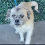 Enlarge Barbie, a Adoptable mixed breed in Thompson Falls, MT image 1/1