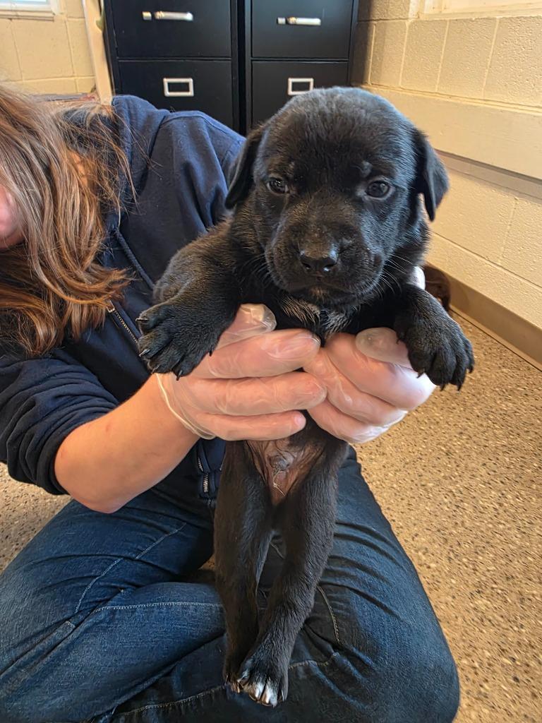 Enlarge Flint, a Adoptable mixed breed in Gold Beach, OR image 1/1