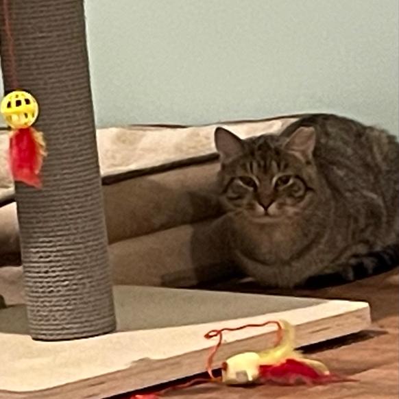 Christian, a Adoptable Domestic Short Hair in Providence, RI image 2/6