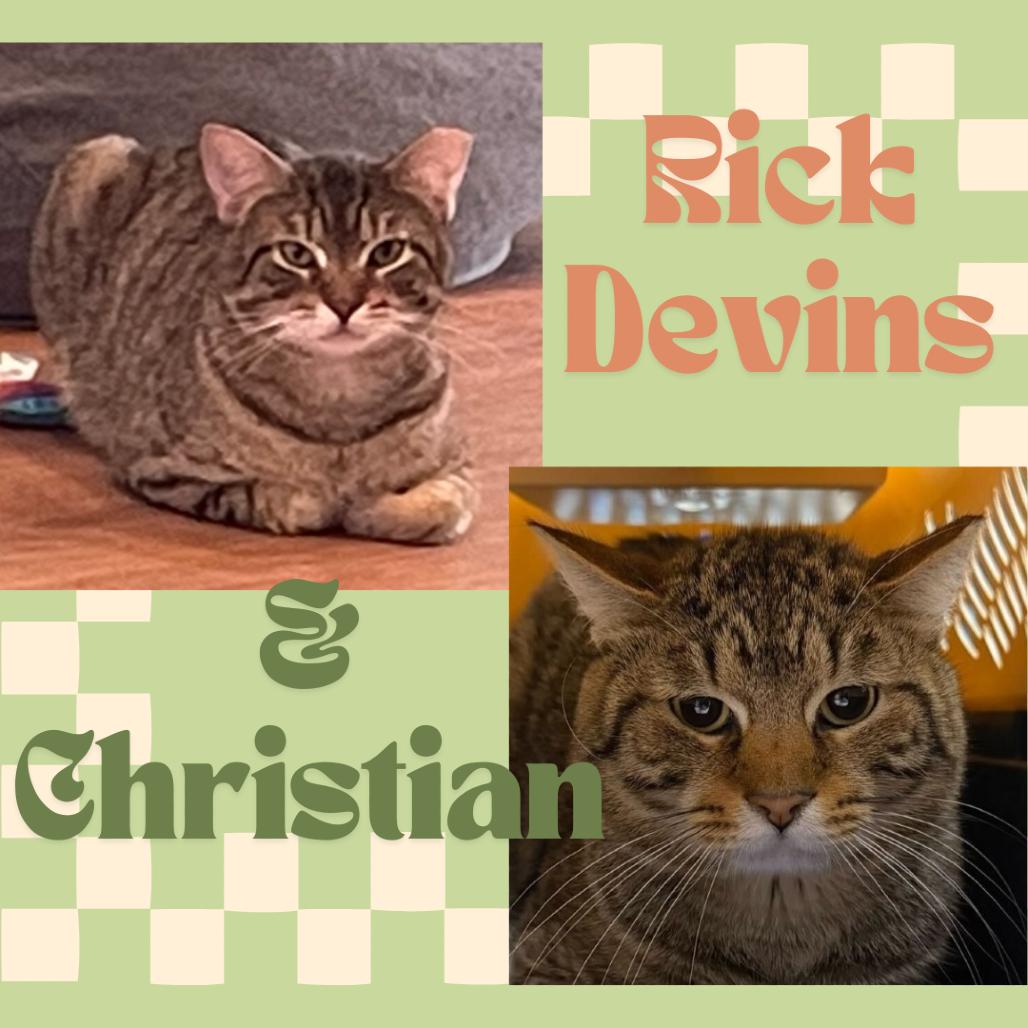 Christian, a Adoptable Domestic Short Hair in Providence, RI image 3/6