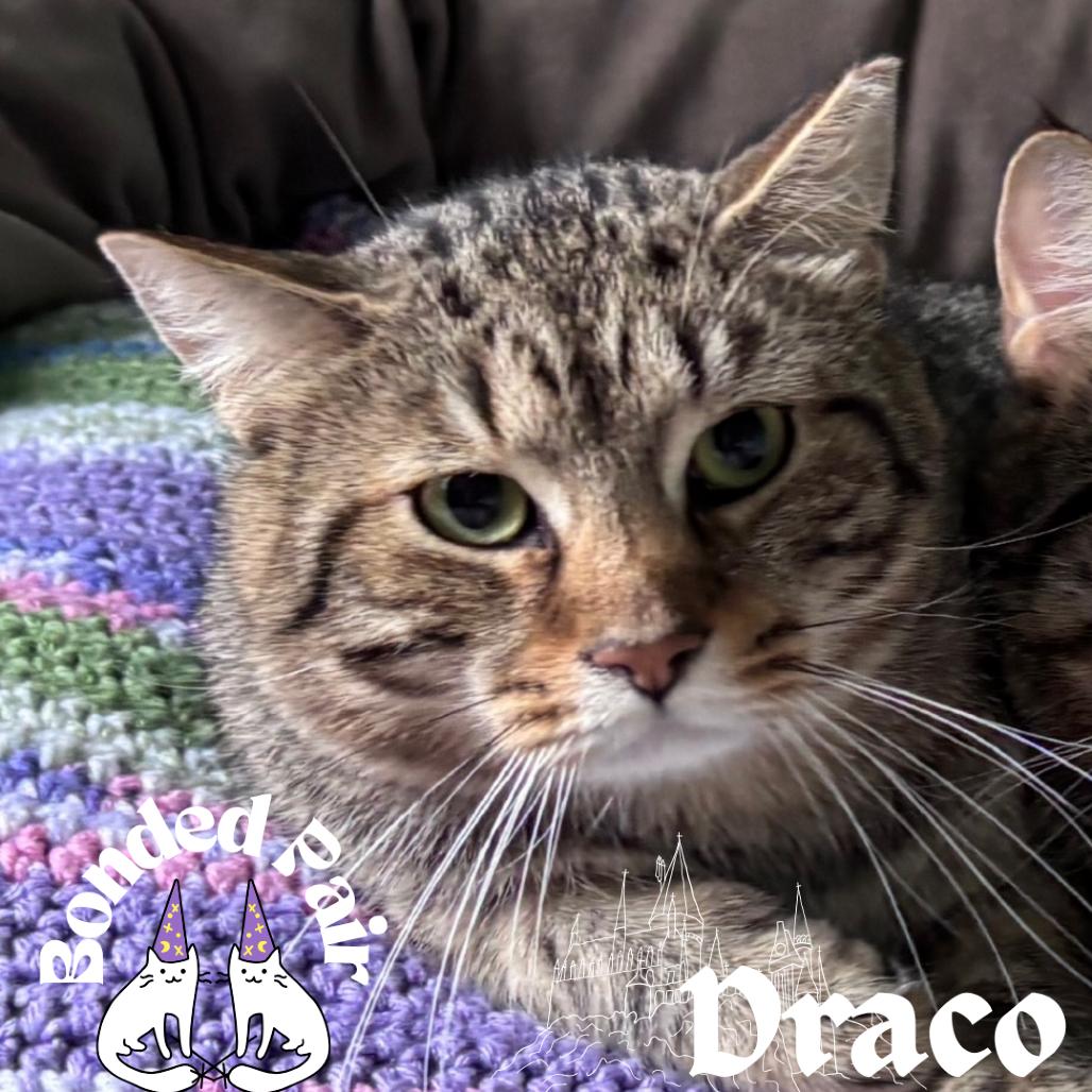 Enlarge Draco, a Adoptable Domestic Short Hair in Providence, RI image 1/4