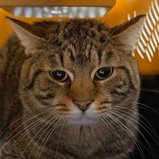 Christian, a Adoptable Domestic Short Hair in Providence, RI image 5/6