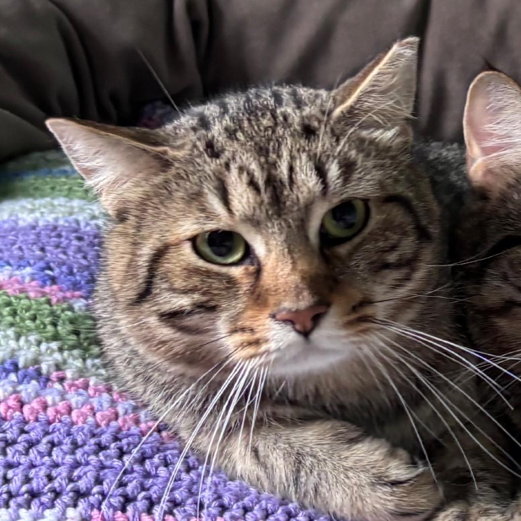 Enlarge Draco, a Adoptable Domestic Short Hair in Providence, RI image 3/4