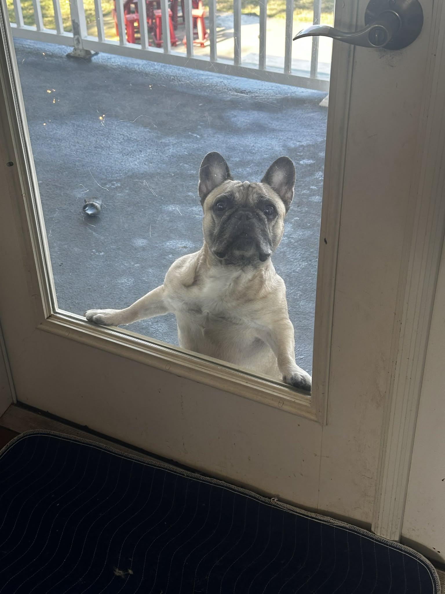 Biscuit, ADOPTABLE, Adult Male French Bulldog.