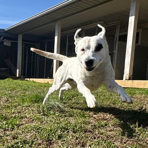 Melo, ADOPTABLE, Adult Male Dalmatian & Labrador Retriever.