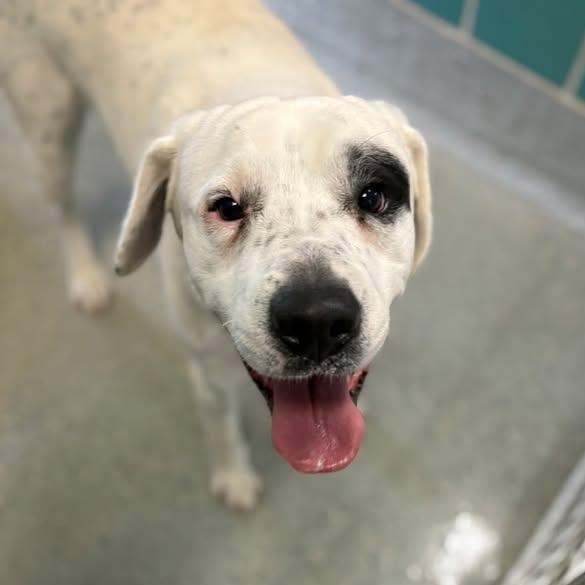 Enlarge Melo, a ADOPTABLE mixed breed in Bardstown, KY image 3/6