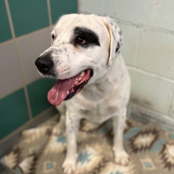 Enlarge Melo, a ADOPTABLE mixed breed in Bardstown, KY image 2/6