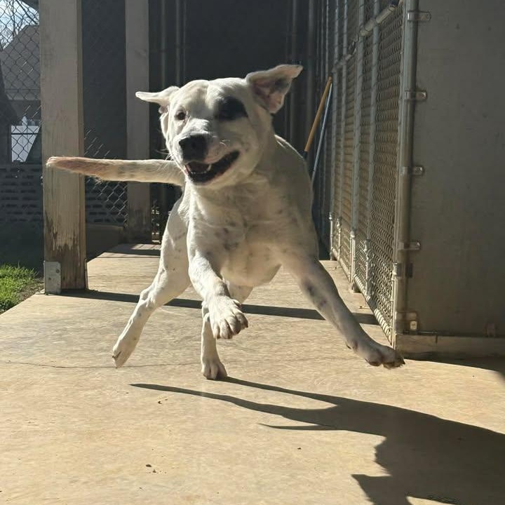 Enlarge Melo, a ADOPTABLE mixed breed in Bardstown, KY image 5/6