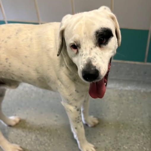 Enlarge Melo, a ADOPTABLE mixed breed in Bardstown, KY image 4/6