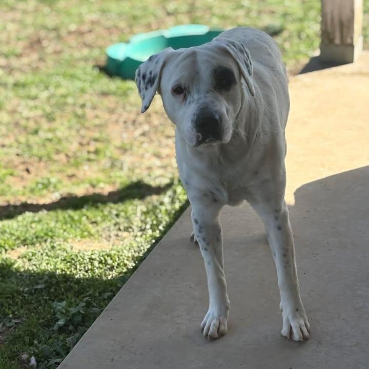 Enlarge Melo, a ADOPTABLE mixed breed in Bardstown, KY image 6/6