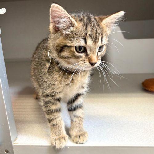 RUSH, Adoptable, Kitten Female Domestic Medium Hair.