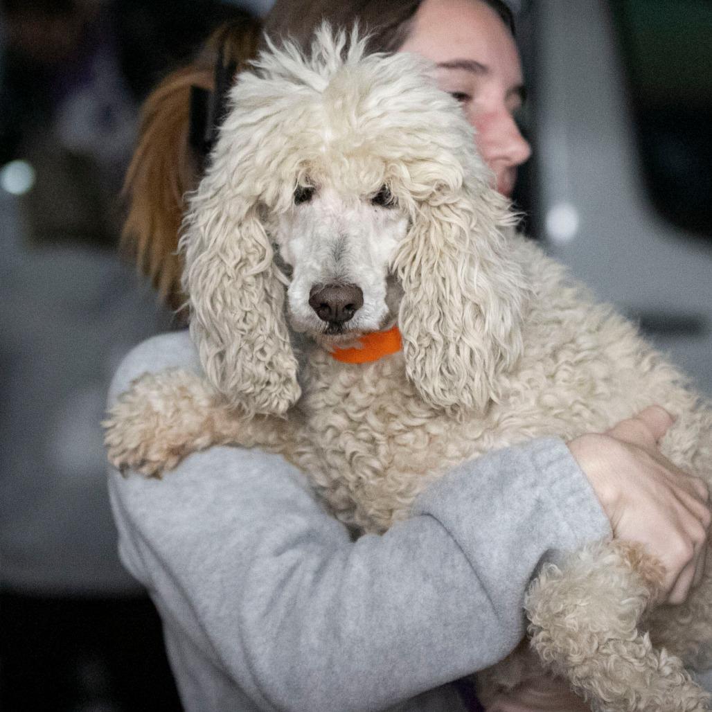 Pearl (MR26-294), Adoptable, Senior Female Poodle.