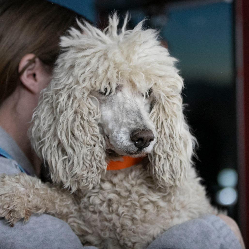 Enlarge Pearl (MR26-294), a Adoptable Poodle in Peyton, CO image 2/5