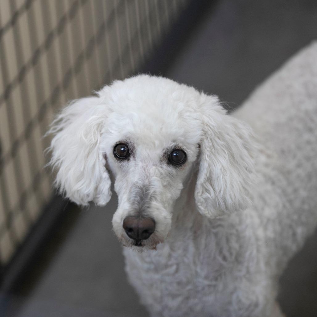 Enlarge Pearl (MR26-294), a Adoptable Poodle in Peyton, CO image 3/5