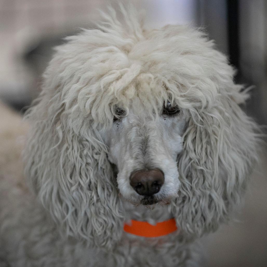 Enlarge Pearl (MR26-294), a Adoptable Poodle in Peyton, CO image 4/5