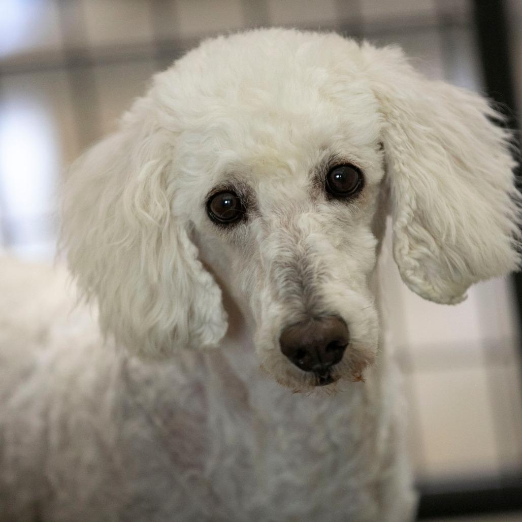 Enlarge Pearl (MR26-294), a Adoptable Poodle in Peyton, CO image 5/5