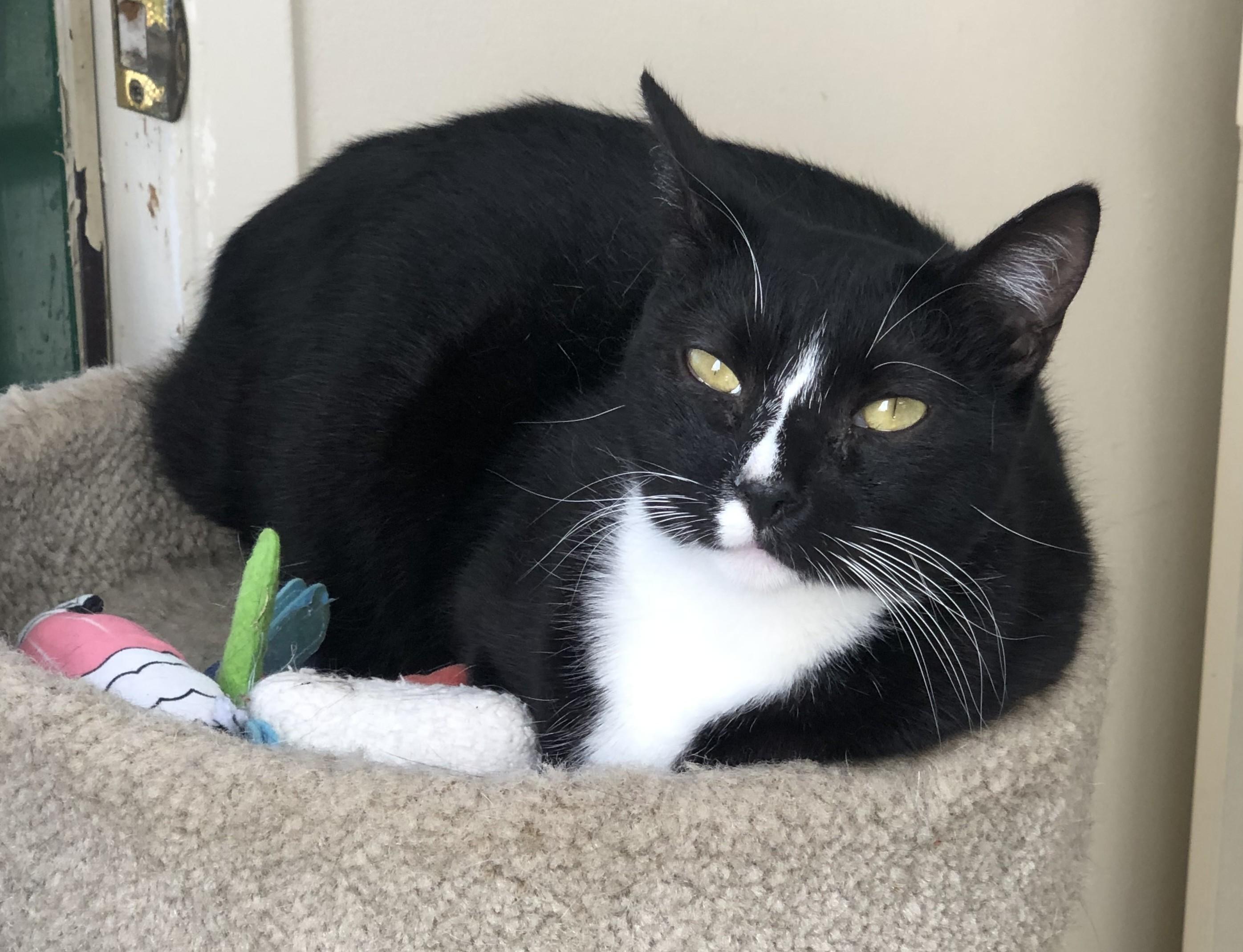 Enlarge Penelope, a ADOPTABLE Tuxedo in Lompoc, CA image 1/1
