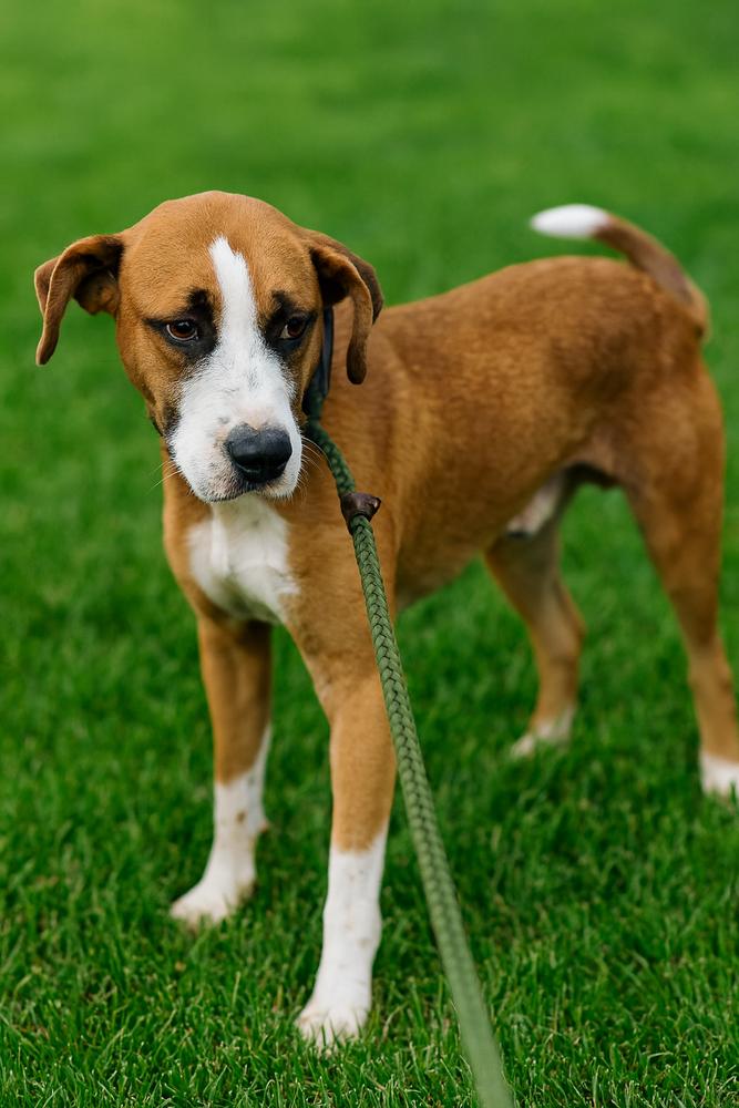 Enlarge Heath, a Adoptable mixed breed in Dickson, TN image 1/2