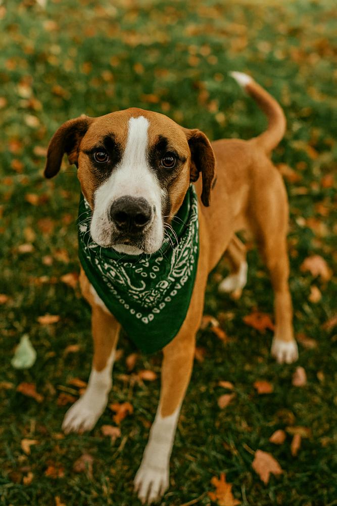 Enlarge Heath, a Adoptable mixed breed in Dickson, TN image 2/2
