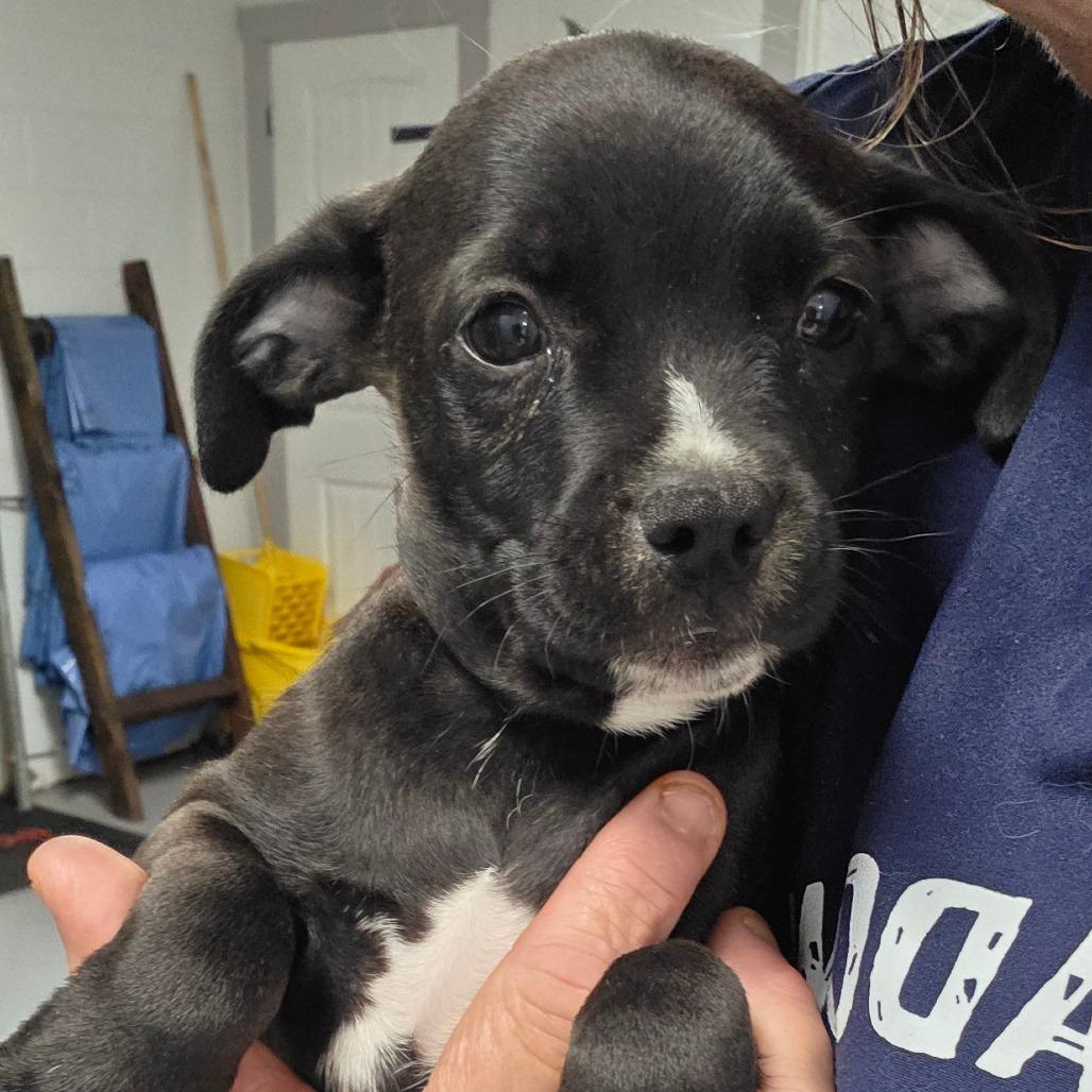 Oliver/ boy 3, Adoptable, Puppy Male Chihuahua.
