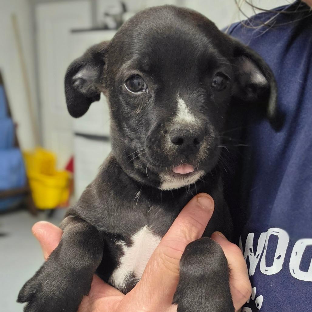 Enlarge Oliver/ boy 3, a Adoptable Chihuahua in Goltry, OK image 4/6