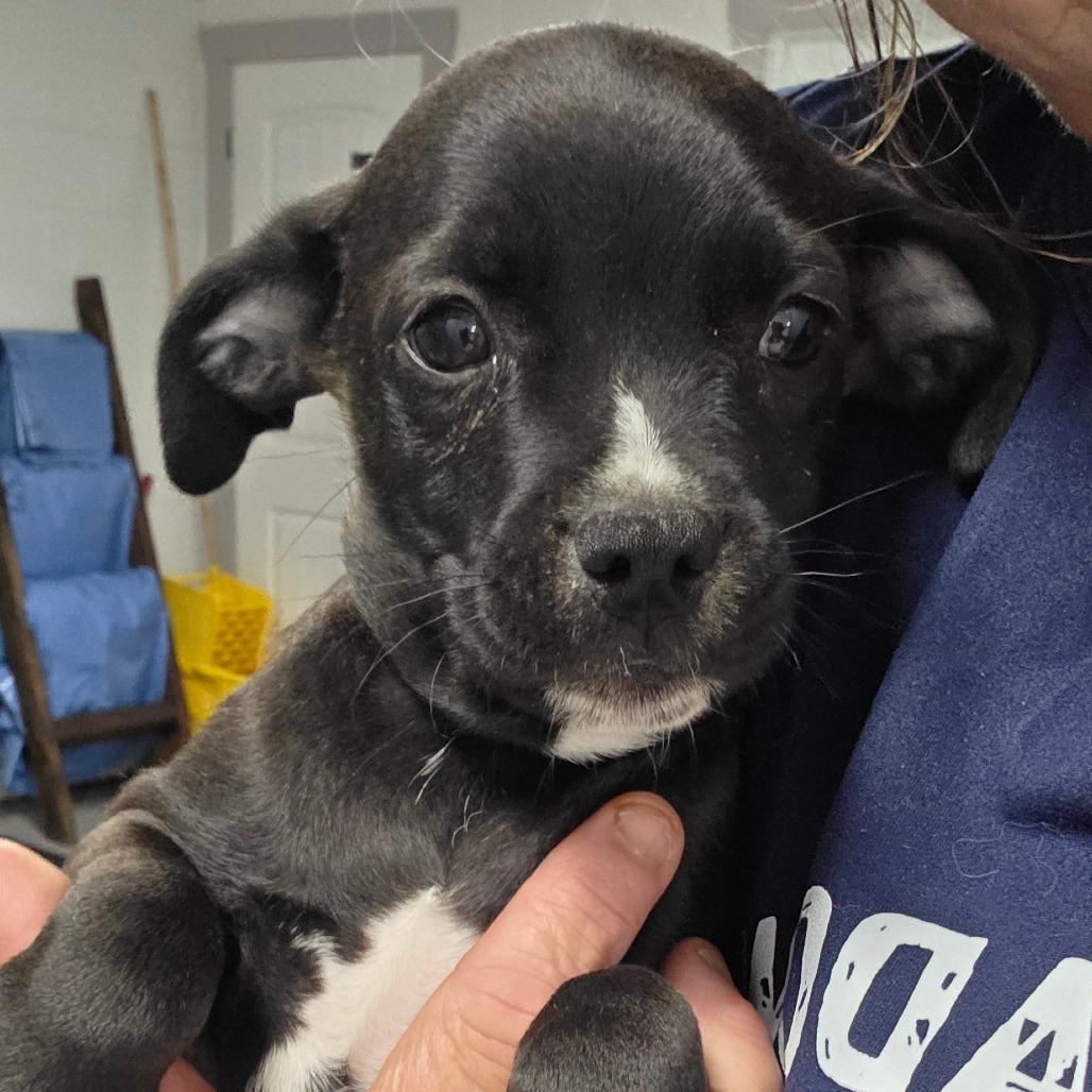 Enlarge Oliver/ boy 3, a Adoptable Chihuahua in Goltry, OK image 6/6
