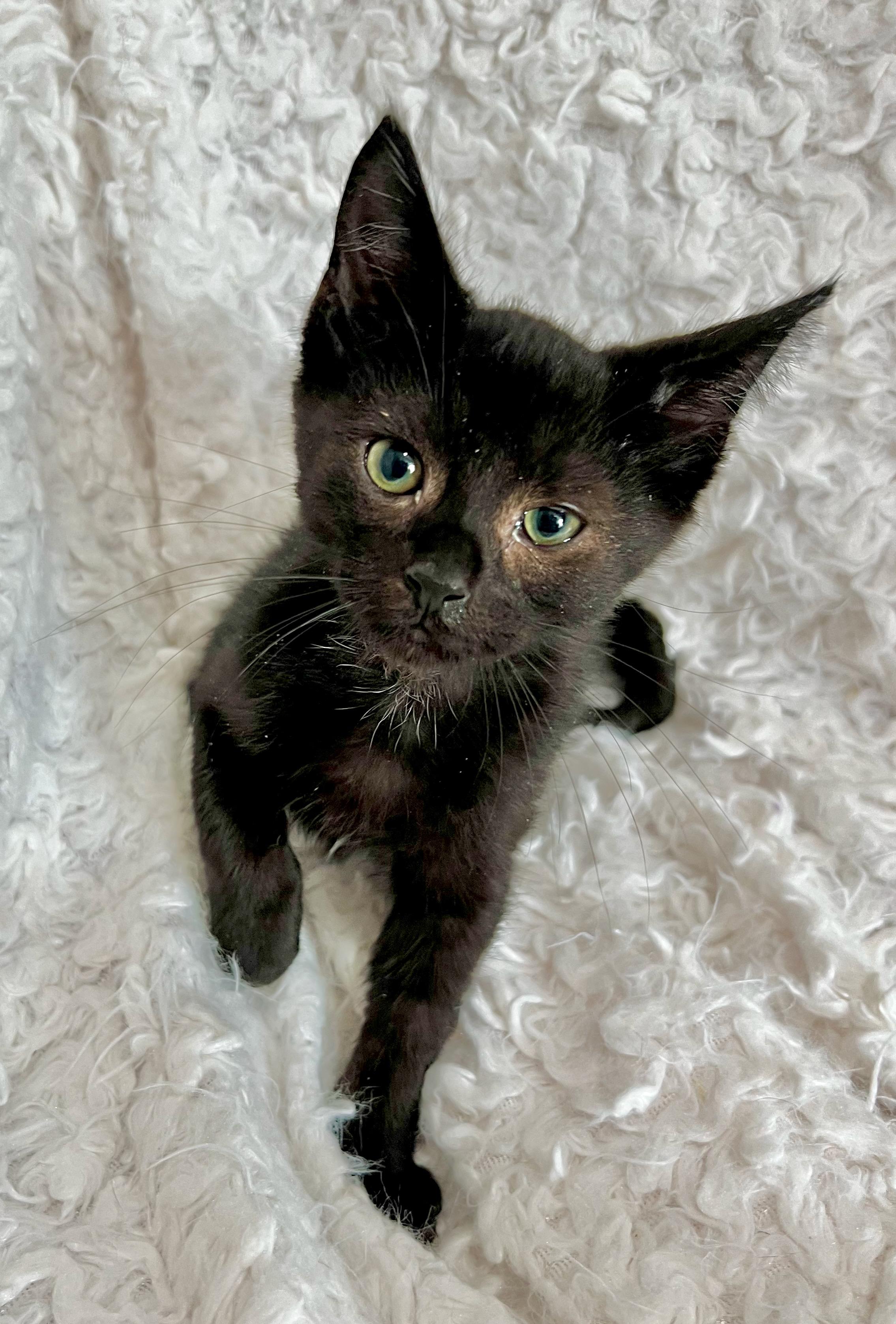 Kermit, a Adoptable mixed breed in Saint Augustine, FL image 2/4