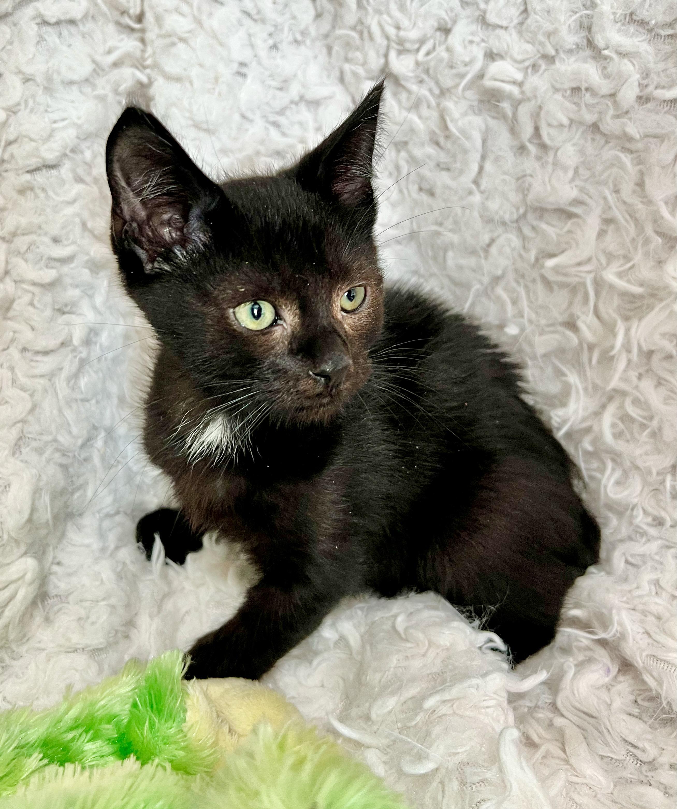 Kermit, a Adoptable mixed breed in Saint Augustine, FL image 3/4